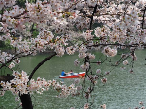istock sakura cherry blossom and boat chiyoda ward 1006550760