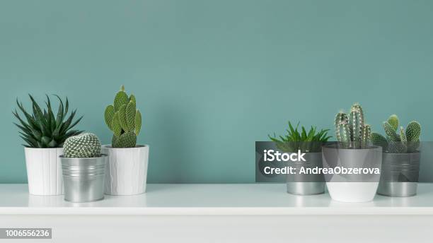 Photo libre de droit de Décoration De La Chambre Moderne Collection De Divers En Pot De Cactus Et Succulentes Plantes Sur Une Étagère Blanche Contre Mur Couleur Turquoise Pastel Bannière De Plantes De Maison banque d'images et plus d'images libres de droit de Flore