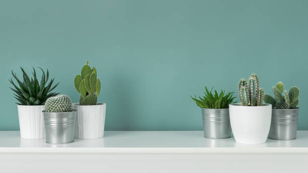 Modern room decoration. Collection of various potted cactus and succulent plants on white shelf against pastel turquoise colored wall. House plants banner. Modern room decoration. Collection of various potted cactus and succulent plants on white shelf against pastel turquoise colored wall. House plants banner. teal photos stock pictures, royalty-free photos & images
