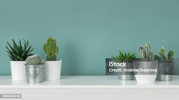 Modern Room Decoration Collection Of Various Potted Cactus And Succulent Plants On White Shelf Against Pastel Turquoise Colored Wall House Plants Banner Stock Photo - Download Image Now