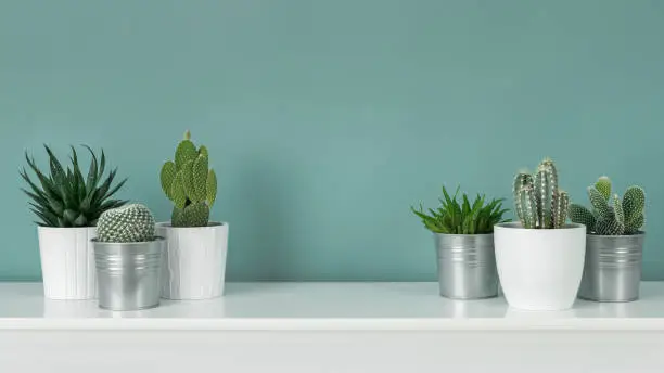Photo of Modern room decoration. Collection of various potted cactus and succulent plants on white shelf against pastel turquoise colored wall. House plants banner.