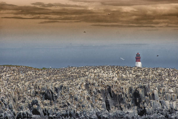 Group of seabirds Group of seabirds on a clifftop on the Farne Islands at sunset with dramatic sky and a lighthouse in the background. farne islands stock pictures, royalty-free photos & images
