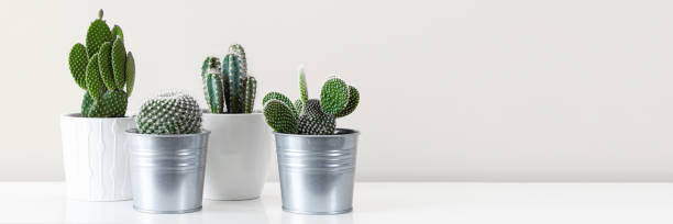 istock Modern room decoration. Various cactus house plants in different pots against white wall. Banner with copy space. 1006556560