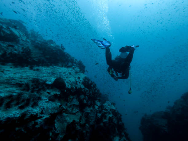 istock diver in the rif with fishes 1006559812