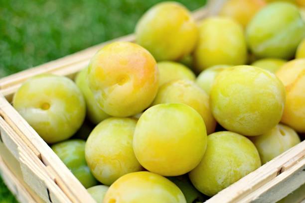 Picked greengage or plums in the basket stock photo