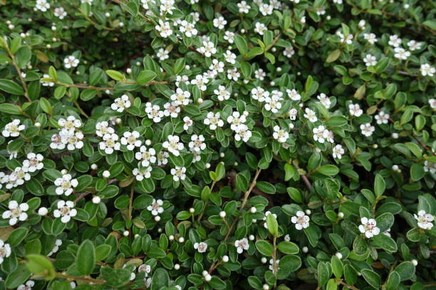 istock Branches of Cotoneaster horizontalis covered with small white flowers 1006577836