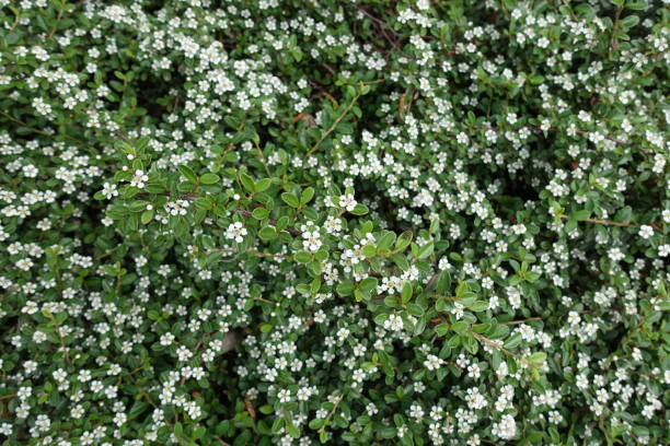 istock Flat regularly-branched sprays of foliage of Cotoneaster horizontalis in bloom 1006577850