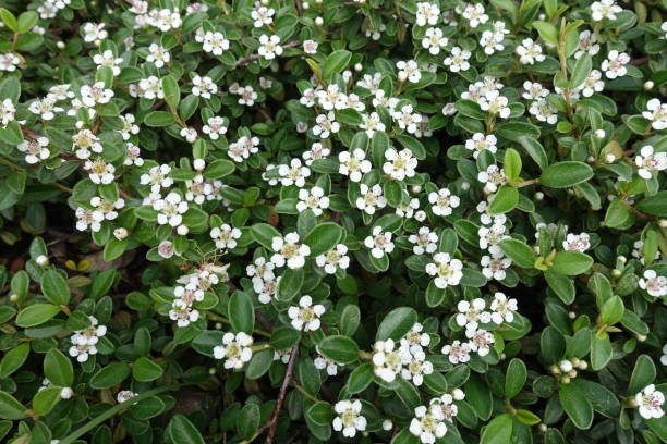 istock Small white flowers of Cotoneaster horizontalis shrub 1006577902