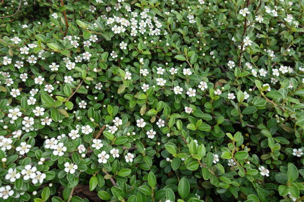 istock Flowering Cotoneaster horizontalis shrub in early May 1006577910