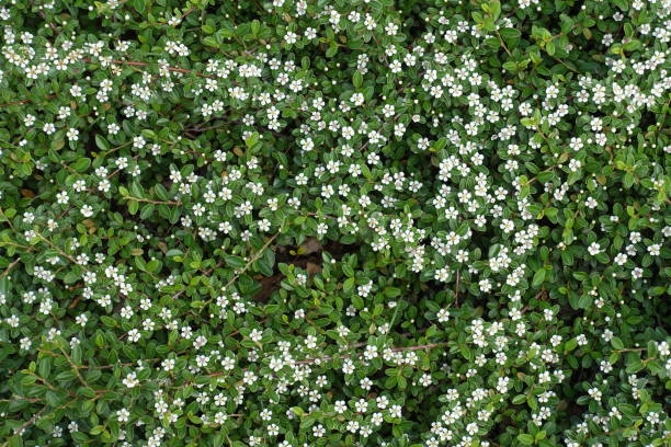 istock Many small white flowers of Cotoneaster horizontalis 1006577916