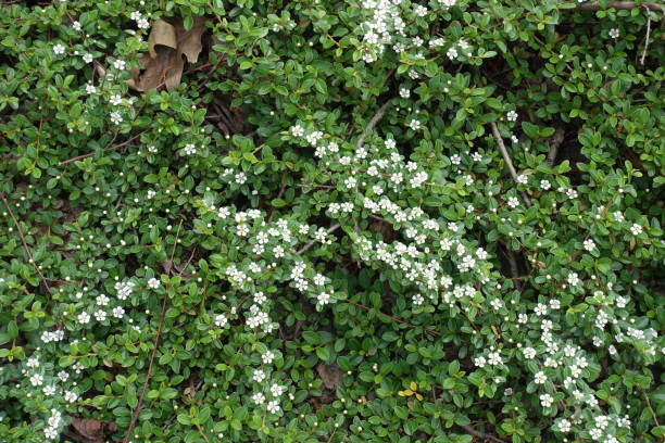 istock Lots of small white flowers of Cotoneaster horizontalis 1006577920