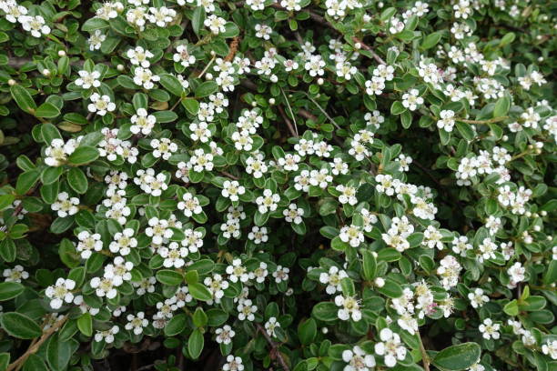 White five petaled flowers of Cotoneaster horizontalis