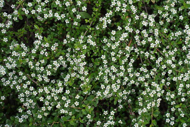 istock View of flowering Cotoneaster horizontalis from above 1006578006