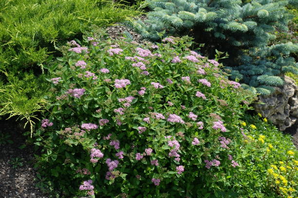 istock Japanese meadowsweet in bloom in the garden 1006578112