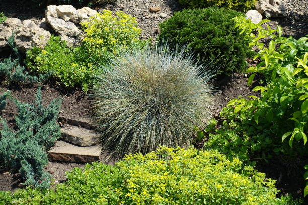 istock Various plants in the rock garden in May 1006578168