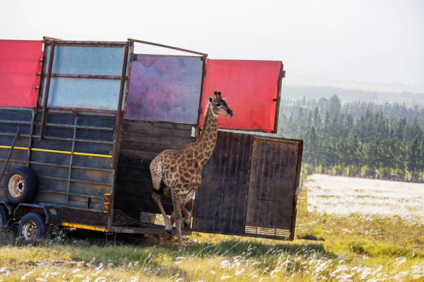 キリンは移転し、野生にリリース - giraffe south africa zoo animal ストックフォトと画像