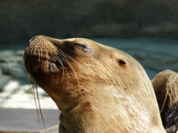 istock A portrait of fur seal 1006578904
