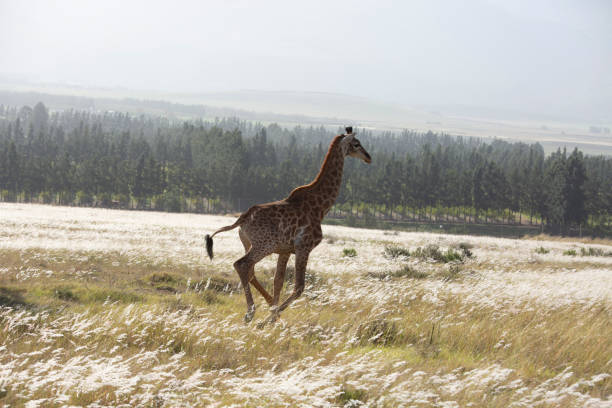 キリンは移転し、野生にリリース - giraffe south africa zoo animal ストックフォトと画像