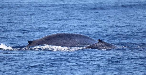 istock A blue whale calf with its mother 1006581948
