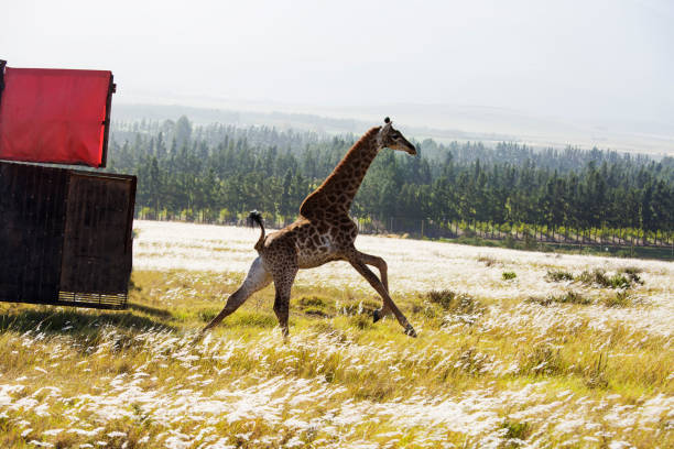 キリンは移転し、野生にリリース - giraffe south africa zoo animal ストックフォトと画像