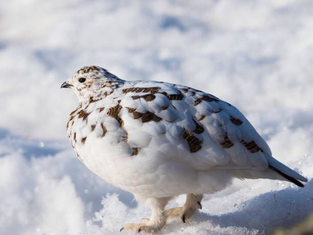 istock Rock ptarmigan female 1006587664