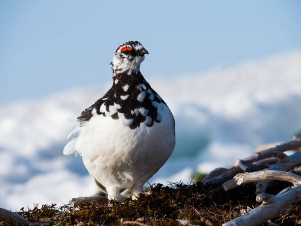 istock Rock ptarmigan male 1006587674