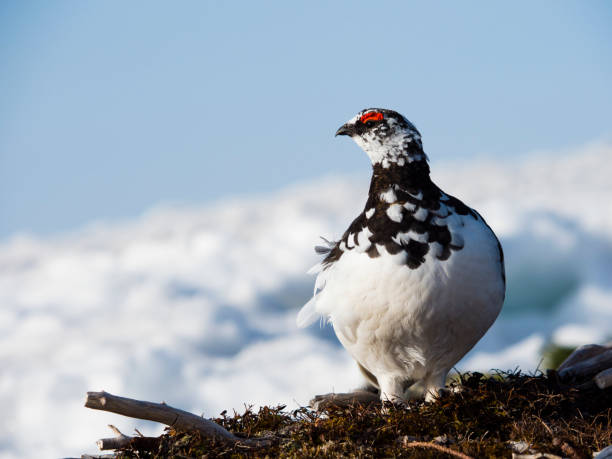 istock Rock ptarmigan male 1006587690