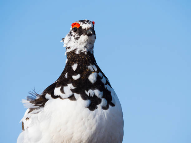 istock Rock ptarmigan male 1006587702