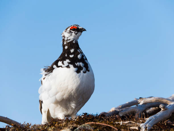 istock Rock ptarmigan male 1006587710