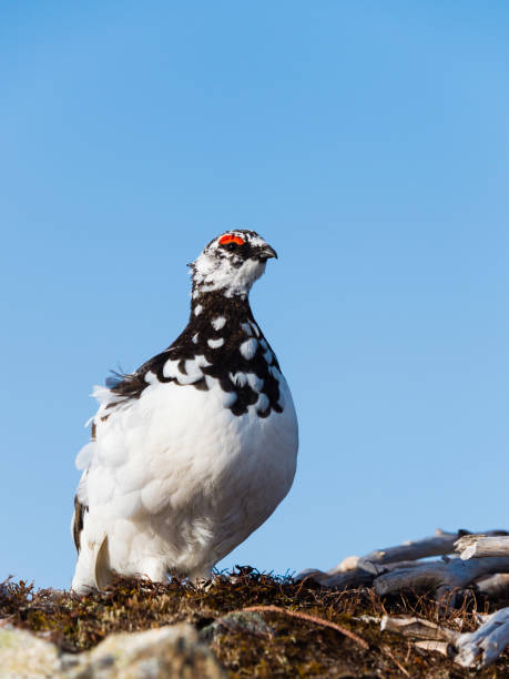 istock Rock ptarmigan male 1006587712