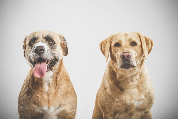 istock Couple of nice mongrel dogs posing in the studio 1006592708