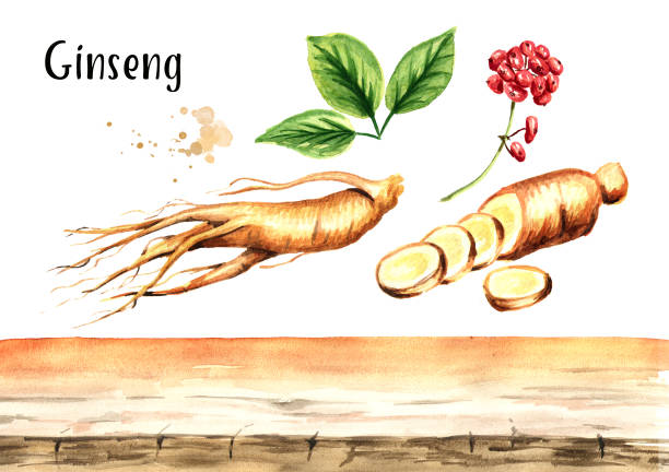 ilustrações de stock, clip art, desenhos animados e ícones de ginsen herb background elements. watercolor hand drawn illustration, isolated on white background - ginseng root herbal medicine panax