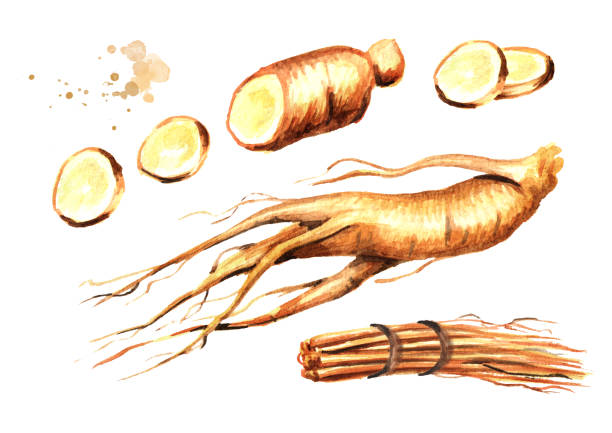ilustrações de stock, clip art, desenhos animados e ícones de organic fresh ginseng root set. watercolor hand drawn illustration, isolated on white background - ginseng root herbal medicine panax
