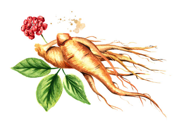 illustrazioni stock, clip art, cartoni animati e icone di tendenza di radice di ginseng fresca biologica e foglie verdi. illustrazione disegnata a mano ad acquerello isolata su sfondo bianco - ginseng