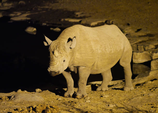 istock Black Rhino Etosha N.P., Namibia, Africa 1006594108