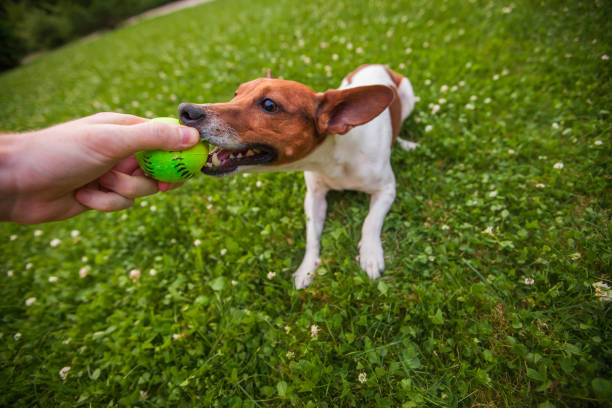 istock dog takes away a toy 1006597078