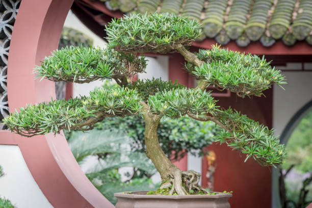 istock Bonsai tree against chinese traditional building 1006598188