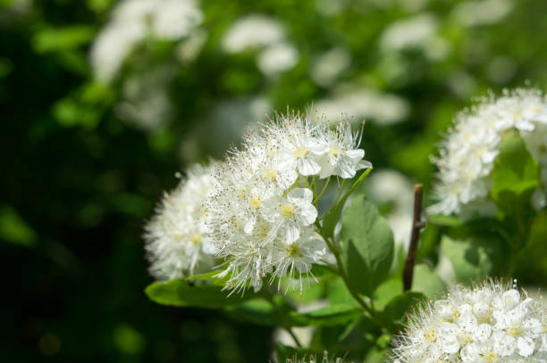 istock White spirea flowers at the end of May. 1006600708