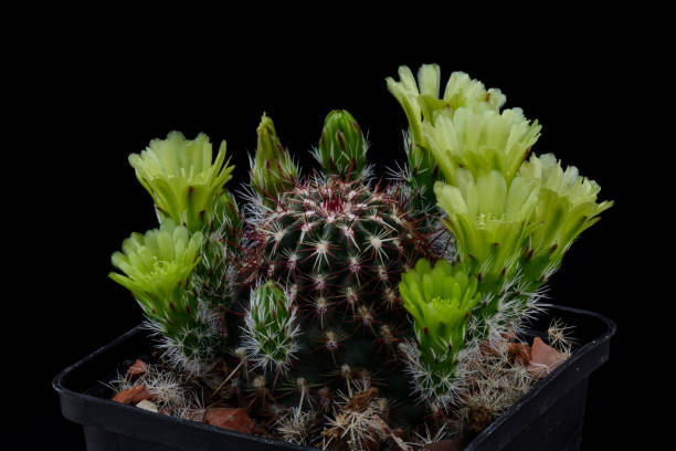 istock Cactus Echinocereus viridiflorus with flower isolated on Black. 1006600758