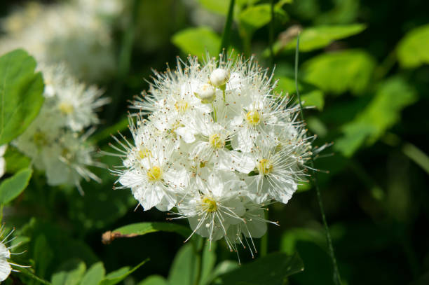 istock White spirea flowers at the end of May. 1006600824