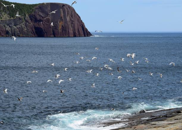 istock large group of Seagulls flying near Read Head cliff, Flatrock NL 1006606690