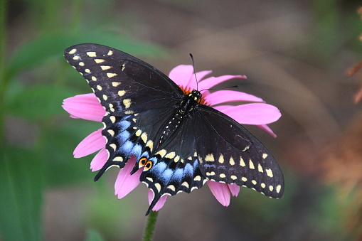 A black swallowtail butterfly samples pink Echinacea flowers.  Its predominantly black colored wings provide good contrast with the flowering environment.

The eastern black swallowtail, also called the American swallowtail is a butterfly found throughout much of North America. It is the state butterfly of Oklahoma and New Jersey.