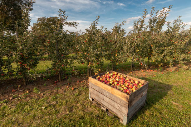 istock Crates in apple orchard with trees ready for harvest 1006610952