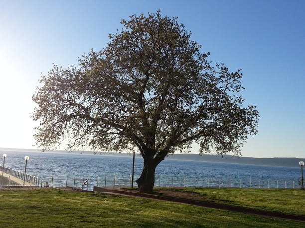 istock Big tree at the river in Izmir 1006611546