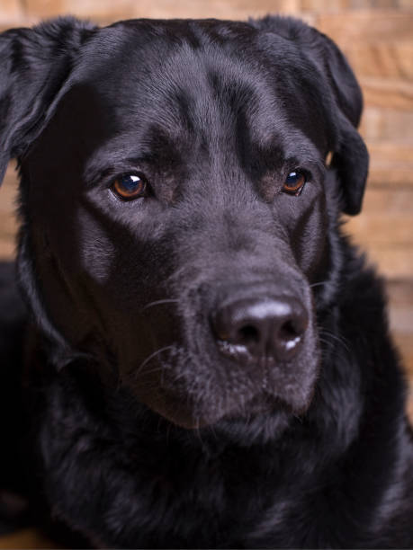 a black labrador retriever on a stone background. intelligent eyes, piercing eyes. - dog head shot imagens e fotografias de stock