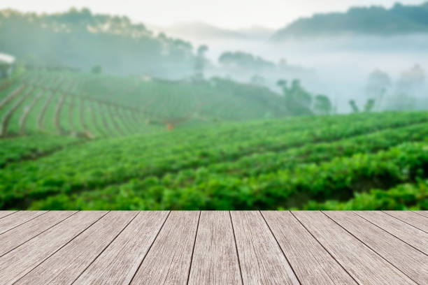 istock Wood platform beside tea plantation in morning view 1006616588