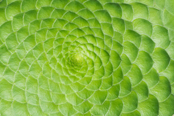 istock pattern of green plant background 1006618806
