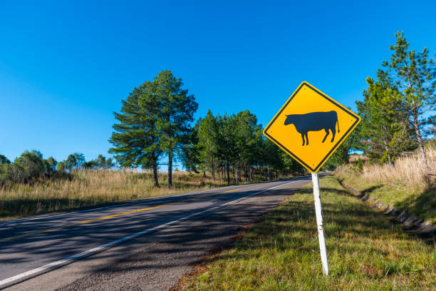 istock Rio Grande do Sul - Brazil 1006623312