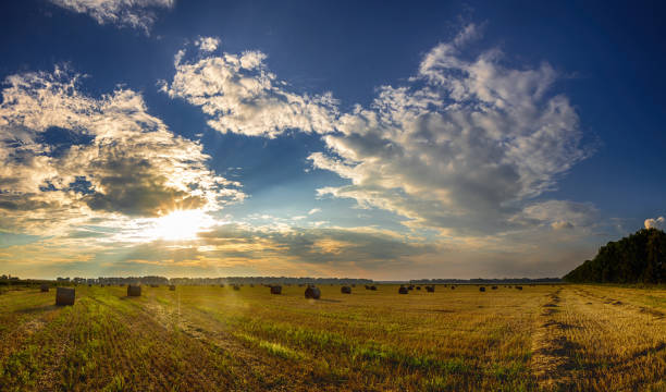 istock Straw bales in fields farmland with blue cloudy sky at harvesting time. 1006623402
