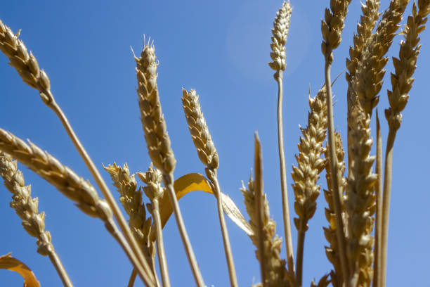 Horizontal closeup photo of ripe wheat stems and seed heads growing in a rural paddock in western NSW in Summer.
